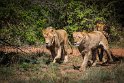 001 Zuid-Afrika, Ukutula Game Reserve, leeuwen
